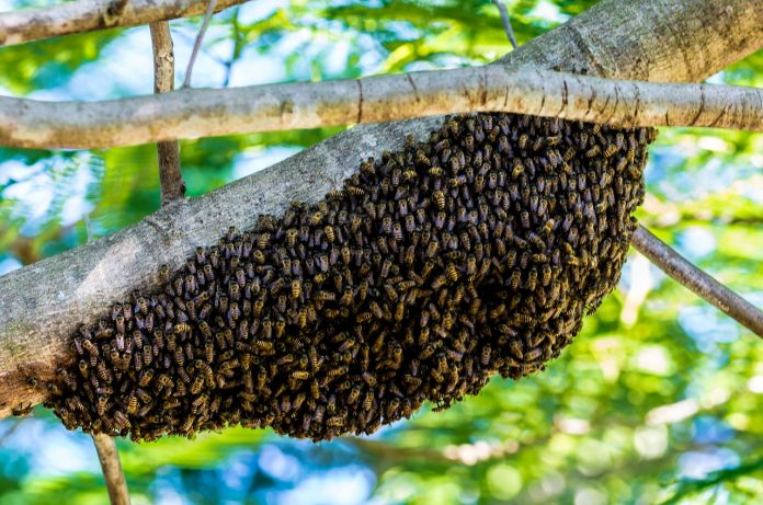 hiking-bees-365213_1280
